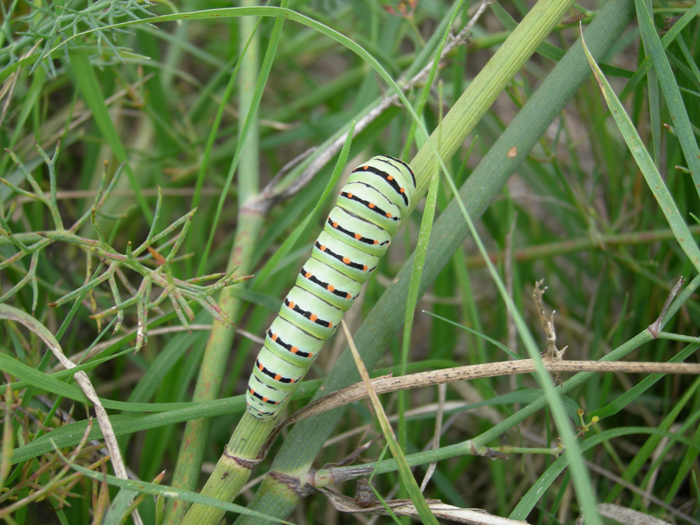 Bruco di Papilio machaon